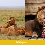what do lions eat