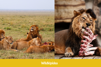 what do lions eat