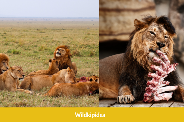 what do lions eat