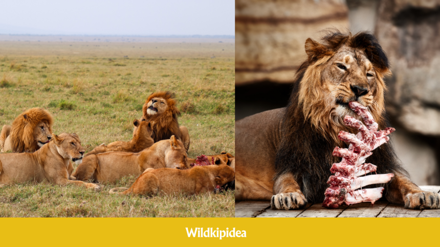 what do lions eat