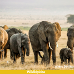 where do elephants live
