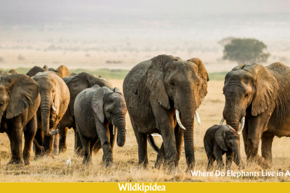 where do elephants live
