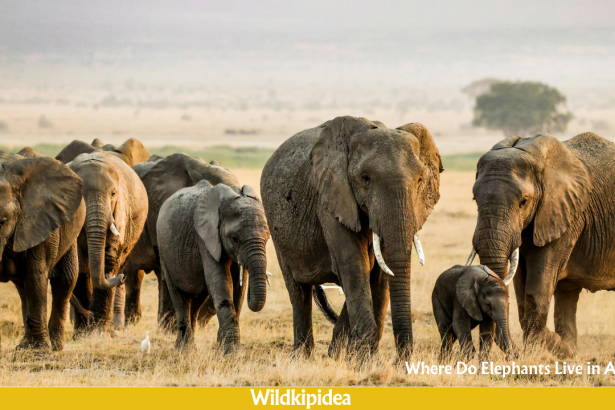 where do elephants live