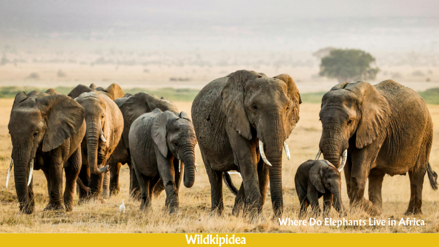 where do elephants live