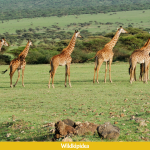 where do giraffes live