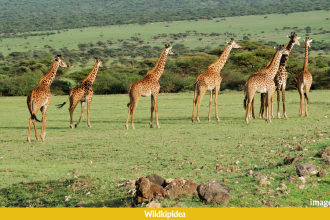 where do giraffes live