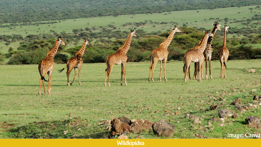 where do giraffes live