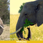 what do elephants eat