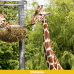 what do giraffes eat