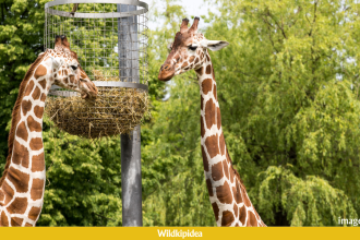 what do giraffes eat