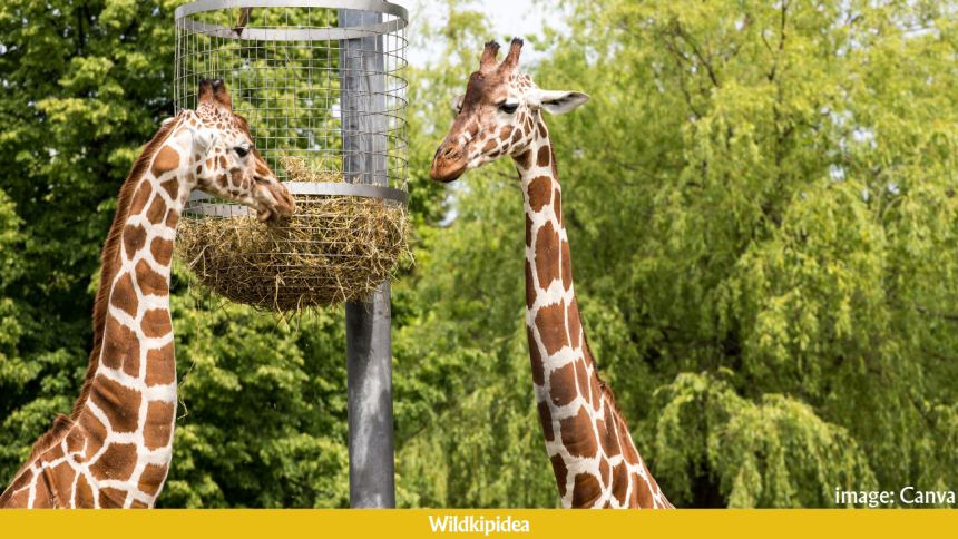 what do giraffes eat