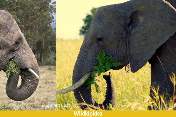 what do elephants eat