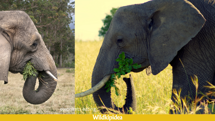 what do elephants eat